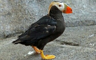 Puffin Wallpaper Tufted Desktop
