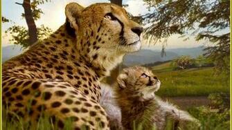 Big Cat High Quality And Resolution Wallpaper On