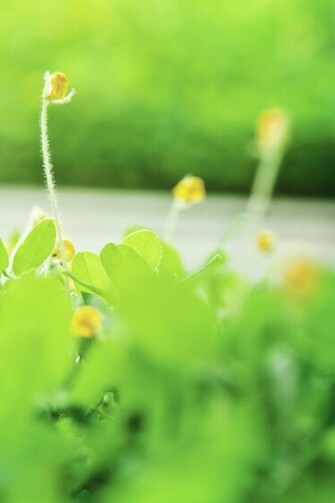 Yellow Flowers iPhone Wallpaper Background And