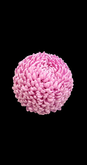 Ios Style Flowers Wallpaper For iPhone