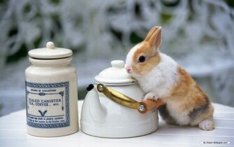 Wallpaper Animal Rabbit