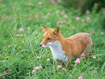 The Best Top Desktop Fox Wallpaper HD Red Running