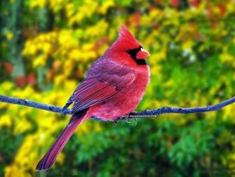 Wallpaper Beautiful And Dangerous Animals Birds HD