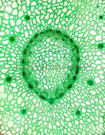 Peduncle Flower Stalk Receptacle Part Of HD Walls Find Wallpaper