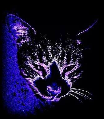 Cat Desktop Wallpaper
