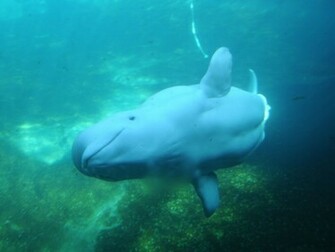 Beluga Whale Widescreen Background Wallpaper