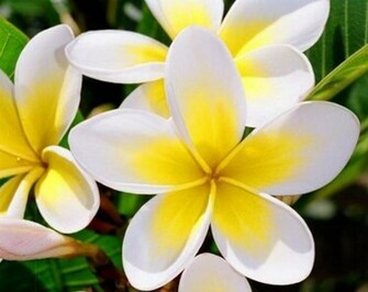 Plumeria Wallpaper
