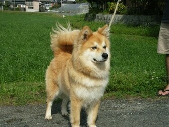 Dog Pictures Cool Wallpaper Full HD