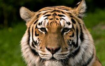 Bengal Tiger Desktop Wallpaper