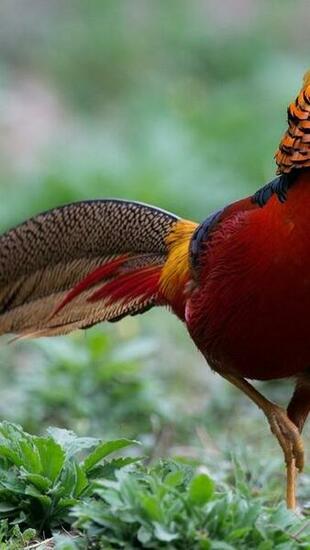 Birds Golden Pheasant Wallpaper Allwallpaper In
