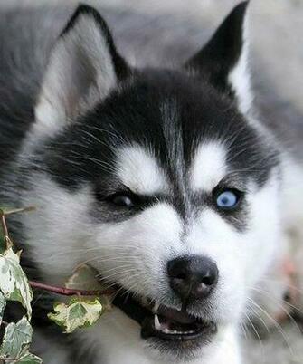 White Black Eyes Siberian Husky Puppies Clasf