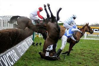Cheltenham Race Horse HD Wallpaper