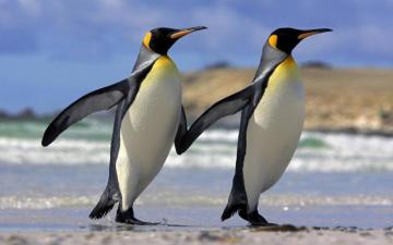 Penguin Laptop Wallpaper Wallpics