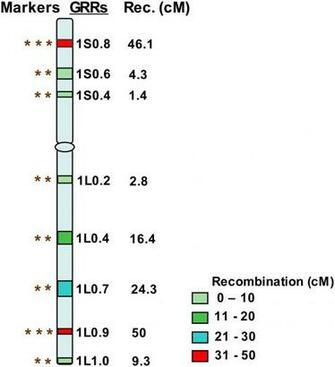 Plos One Rapid And Targeted Introgression Of Genes Into Popular