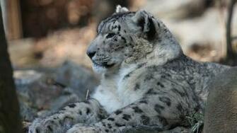 Snow Leopard Wallpaper HD Pictures One