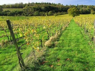 Wine Vineyard Winery Wallpaper For Your Computer Desktop Background
