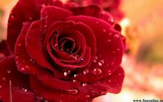 Red Rose Wallpaper Lovely Roses HD For