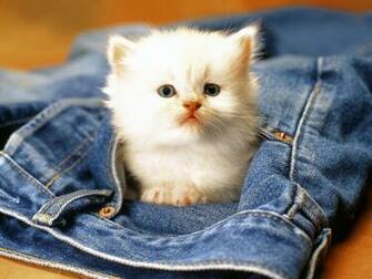 HD Cat Wallpaper Cute Baby