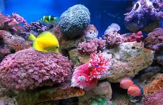 Fish Wallpaper High Resolution Cool Walldiskpaper
