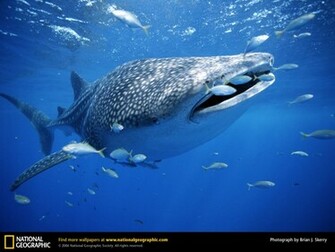 Sea Life Wallpaper