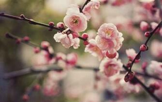 Cherry Blossom Desktop Background