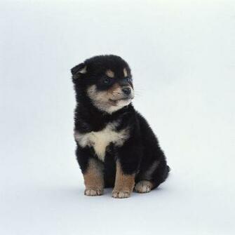 Puppy Frowns Wallpaper