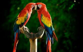Birds Parrots Scarlet Macaws Wallpaper