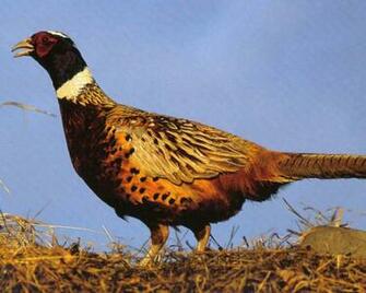 Widescreen Wallpaper Of Pheasant Wp Tco B Scb