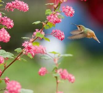 Description Bird And Flowers Jpg