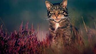 Wildcat Wallpaper Top Background
