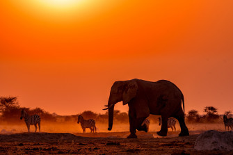 Botswana Africa Sunset Animal African Bush Elephant 4k Ultra Wallpaper