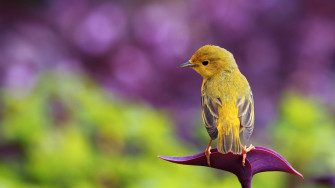 Bird Wallpaper HD