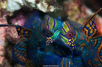 Mandarin Fish Wallpaper