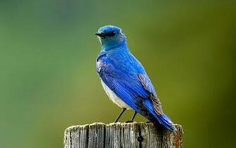 Blue Bird Wallpaper HD Beautiful