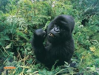 Gorillas Wallpaper