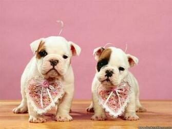 Desktop Wallpaper Animals Background Be Our Valentines
