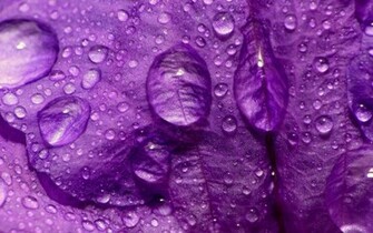 Lavender Color Wallpaper High Definition Quality Widescreen
