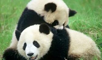 Panda Wallpaper Background For Desktops