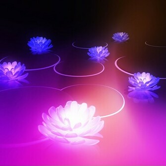 Lotus Wallpaper Background Flowers Blackberry