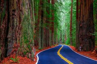 Image California Usa Redwood State Park Nature Roads Forests Trees