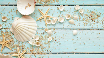 Seashells Wallpaper Collection