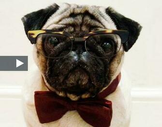 Desktop Pug Dogs Wallpaper