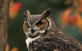 Pics Photos Birds Of Prey