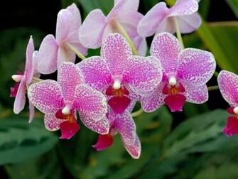 Orchid Flower Wallpaper