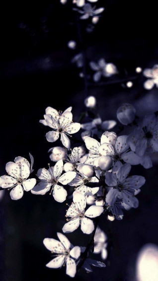 Black Floral iPhone Wallpaper