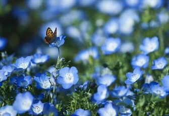 Funmozar Spring Flowers And Butterflies Wallpaper