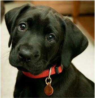 Labrador Retriever By Nora Thinglink