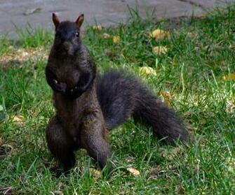 Squirrel Desktop Background Wallpaper