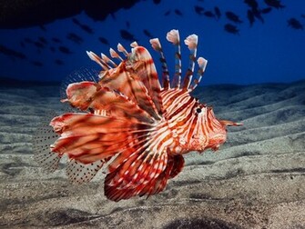 Lionfish Underwater Wallpaper