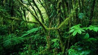 Costa Rica Rainforest Wallpaper
